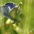 Hauhechel-Bläuling (Polyommatus icarus)
