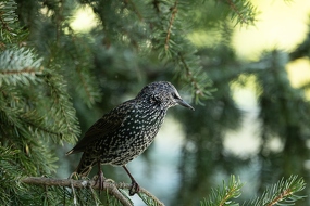 Junger Star  (Sturnus vulgaris)