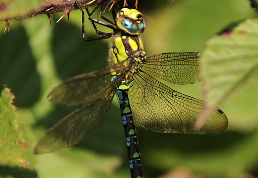 Blaugrüne Mosaikjungfer (Aeshna cyanea)