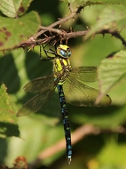 Blaugrüne Mosaikjungfer (Aeshna cyanea)