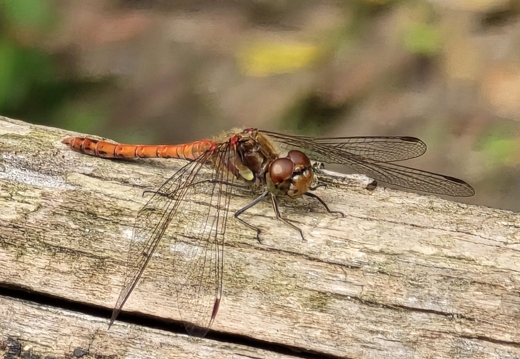  Große Heidelibelle (Sympetrum striolatum)