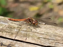  Große Heidelibelle (Sympetrum striolatum)