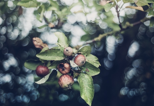 Herbst ist Apfelzeit