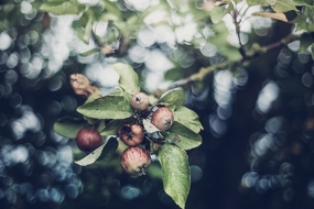 Herbst ist Apfelzeit