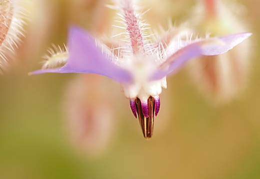 Borretsch (Borago officinalis)