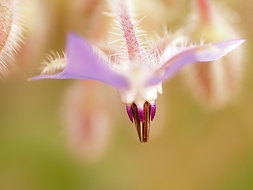 Borretsch (Borago officinalis)