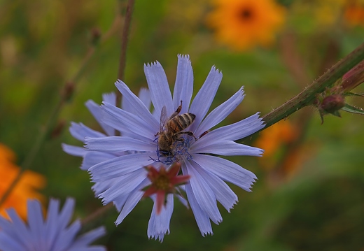 Gewöhnliche Wegwarte (Cichorium intybus)