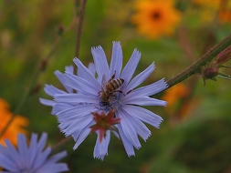 Gewöhnliche Wegwarte (Cichorium intybus)