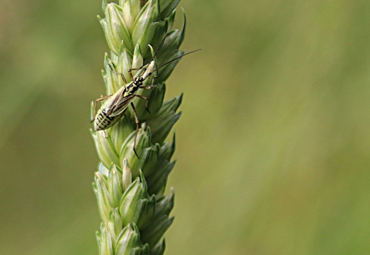 Stenodema laevigata  (Graswanze)