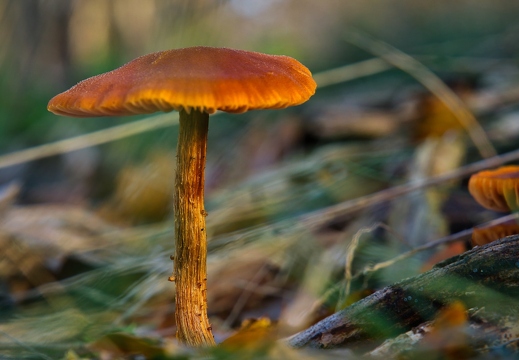 Pilz im November