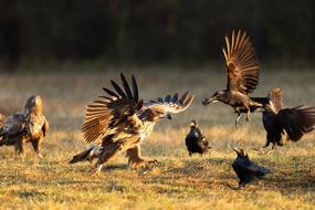 Seeadler (Haliaeetus albicilla)