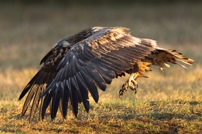 Seeadler (Haliaeetus albicilla)