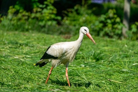 Weißstorch (Ciconia ciconia)