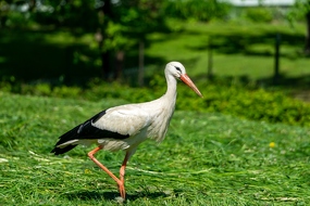 Weißstorch (Ciconia ciconia)
