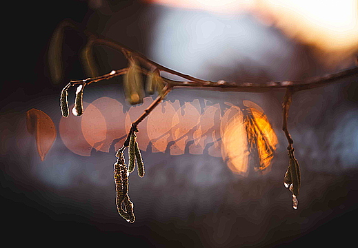 Haselnuss im Winterhauch