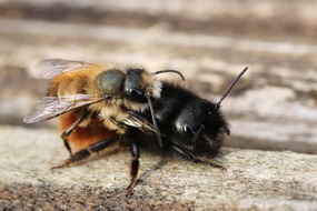 Gehörnte Mauerbiene
