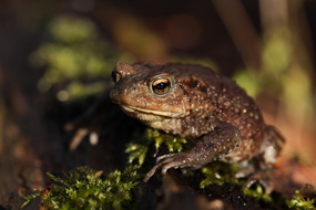 Erdkröte (bufo bufo)