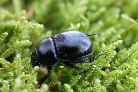 Waldmistkäfer