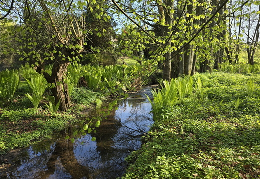 Straußenfarn