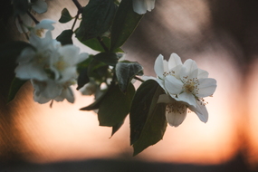 Abendlicht