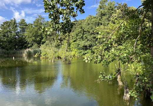 Teich neben der Schäferwiese