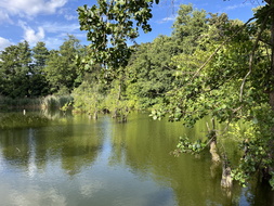 Teich neben der Schäferwiese