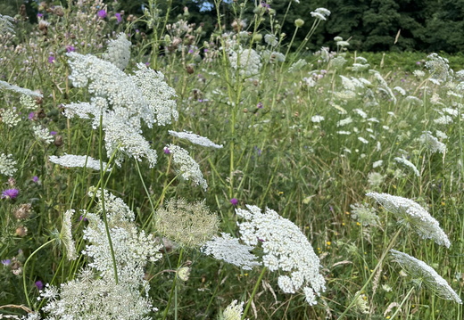 Wilde Möhre (Daucus carota)