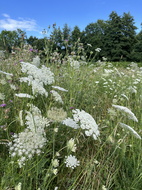 Wilde Möhre (Daucus carota)