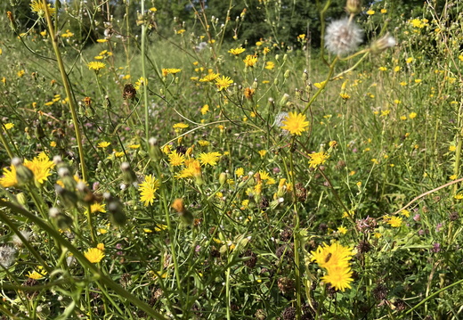Wiesen-Pippau (Crepis biennis)