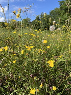 Wiesen-Pippau (Crepis biennis)