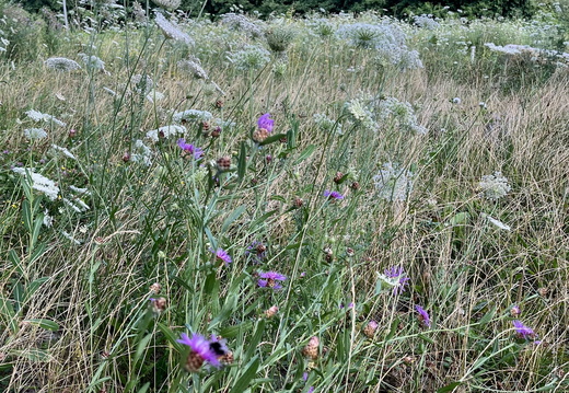 Wiesen-Flockenblume (Centaurea jacea)