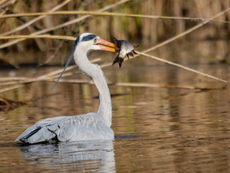Graureiher, Ardea cinerea