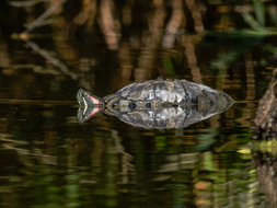 Rotwangen-Schmuckschildkröte, Trachemys scripta elegans