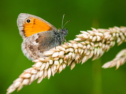 Kleines Wiesenvögelchen, Coenonympha pamphilus