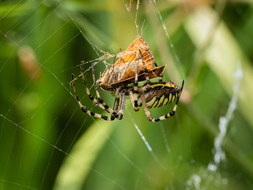 Wespenspinne, Argiope bruennichi