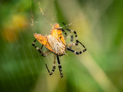 Wespenspinne, Argiope bruennichi