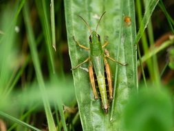 Gemeiner Grashüpfer, Pseudochorthippus parallelus