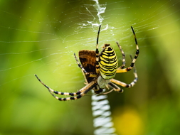 Wespenspinne, Argiope bruennichi