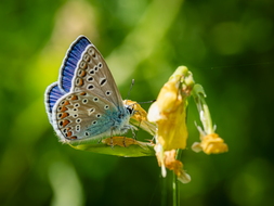 Hauhechelbläuling, Polyommatus icarus, Männchen
