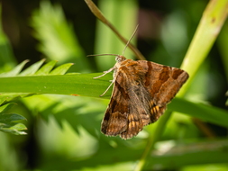 Braune Tageule, Euclidia glyphica