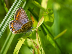 Hauhechelbläuling, Polyommatus icarus, Weibchen