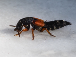 Kaiserlicher Kurzflügler, Staphylinus caesareus