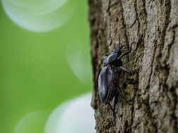 Hirschkäfer, Lucanus cervus, Weibchen