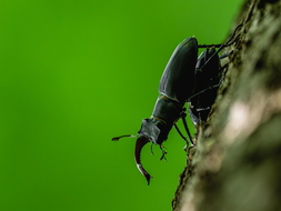 Hirschkäfer, Lucanus cervus
