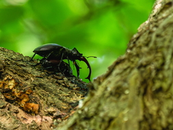 Hirschkäfer, Lucanus cervus