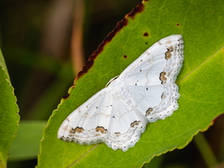 Schmuck-Kleinspanner, Scopula ornata