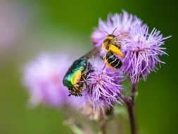 Dunkelfransige Hosenbiene, Dasypoda hirtipes, Weibchen