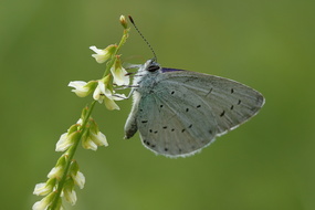 Faulbaum-Bläuling (Celastrina argiolus)
