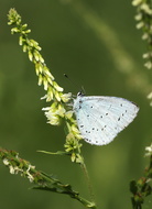 Faulbaum-Bläuling (Celastrina argiolus)