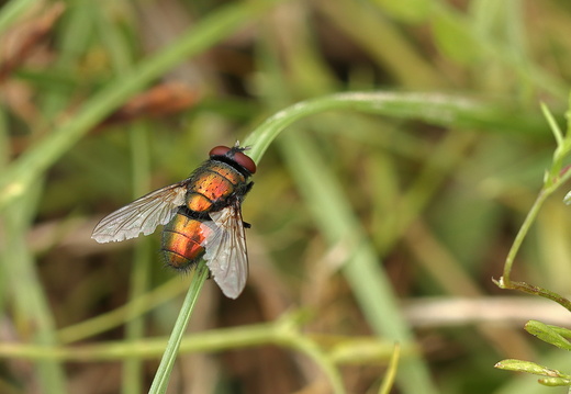 Goldfliege (Lucilia caesar)